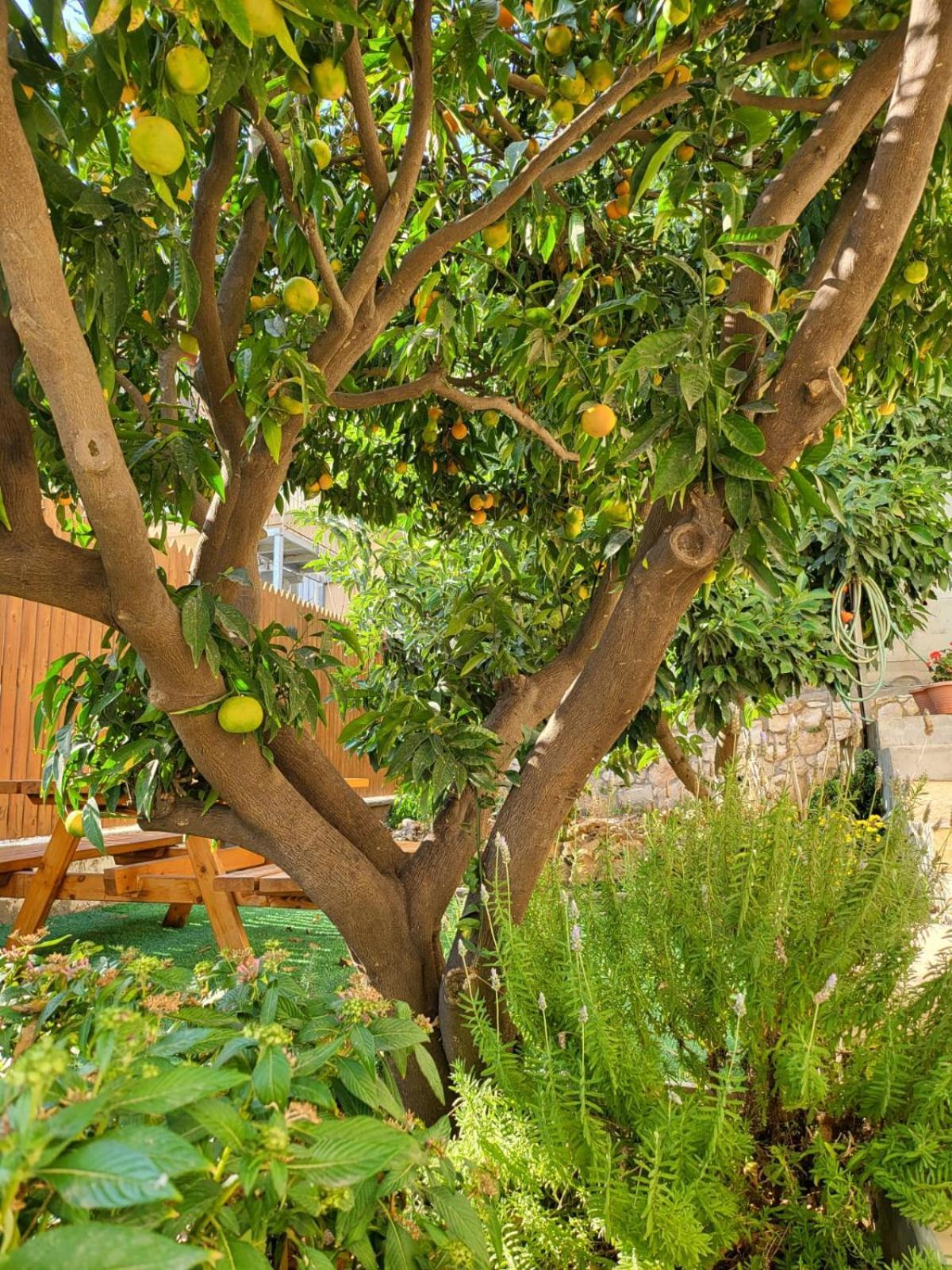 Maria'S Guesthouse - Uphill View Of Nazareth F Extérieur photo